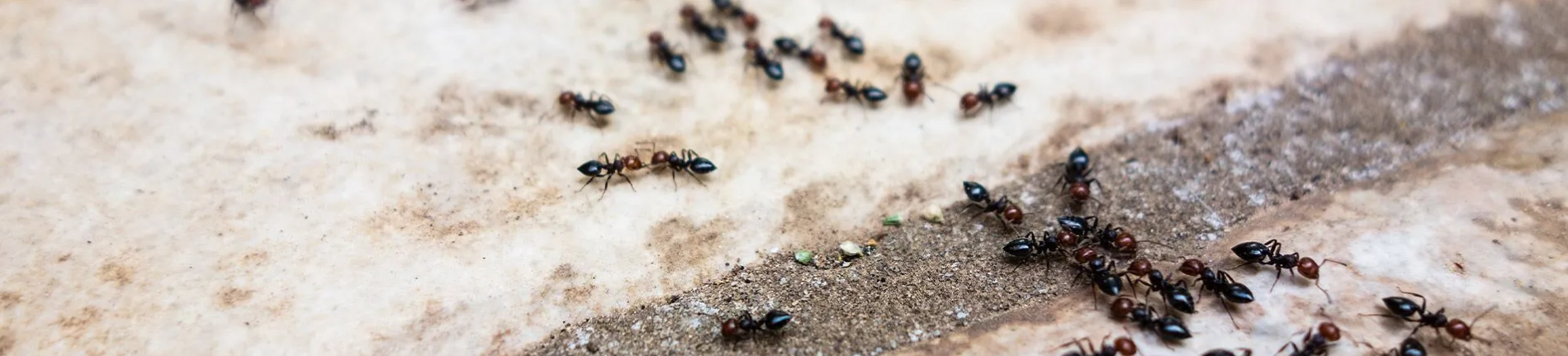 Ant poison Birmingham Alabama