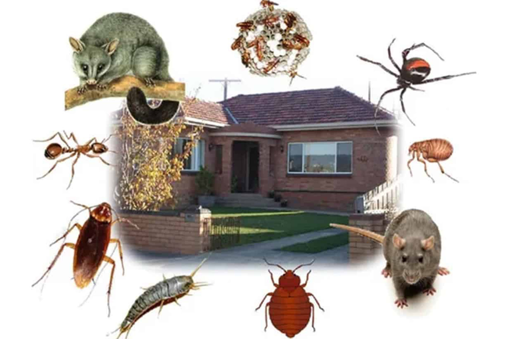 Natural Pest Control Hoover Alabama
