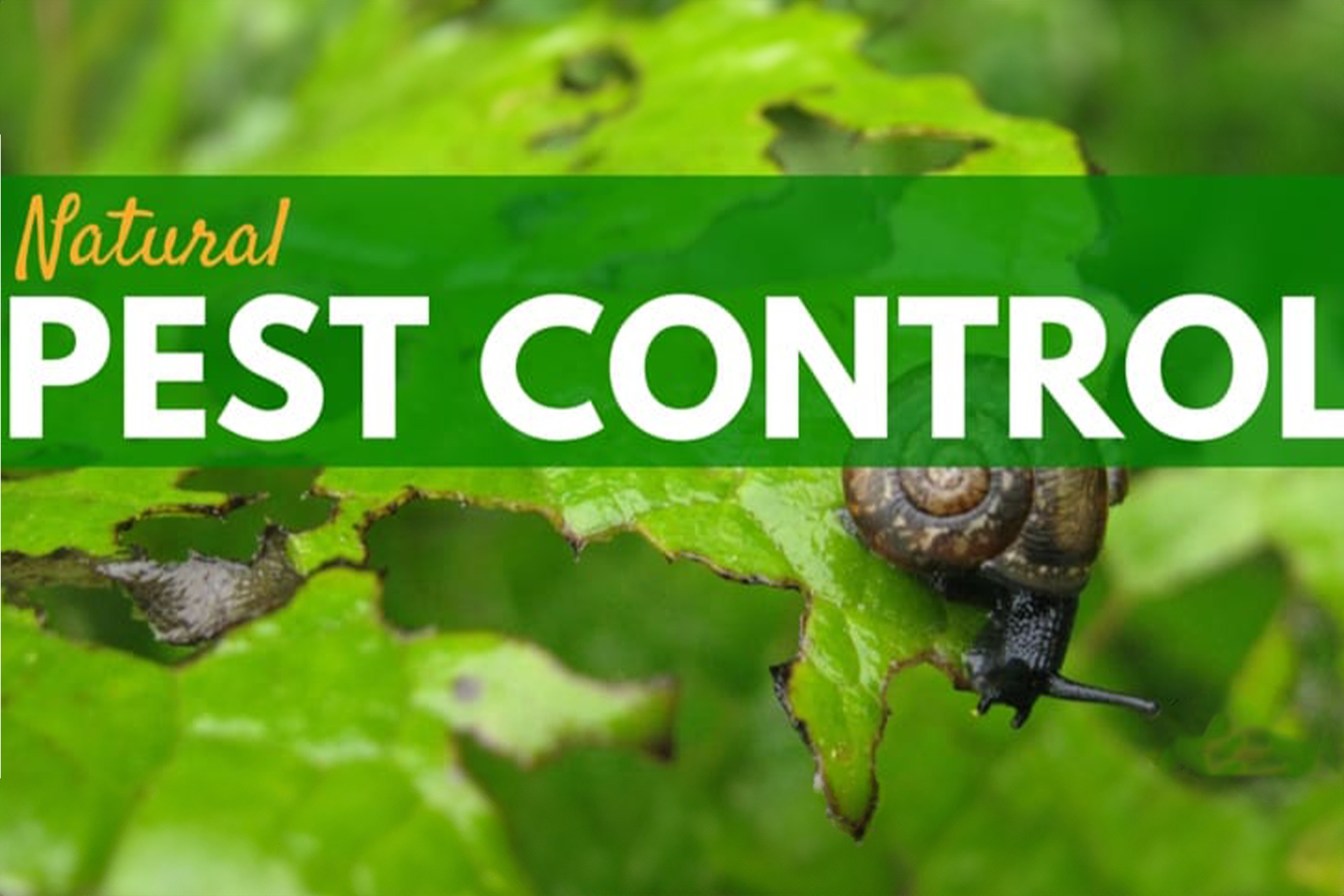Natural Pest Control Birmingham Alabama