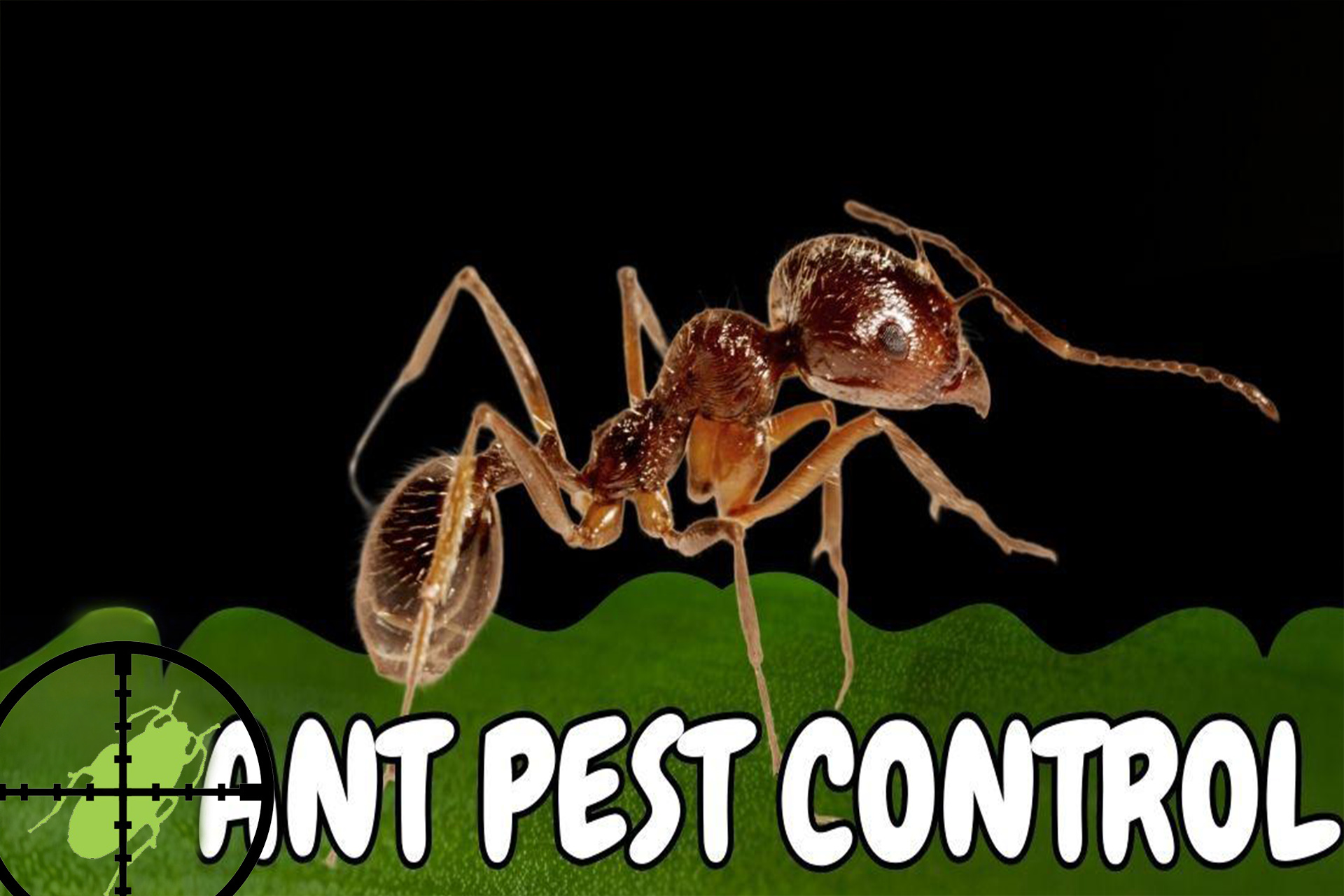 ant pest control experts Birmingham