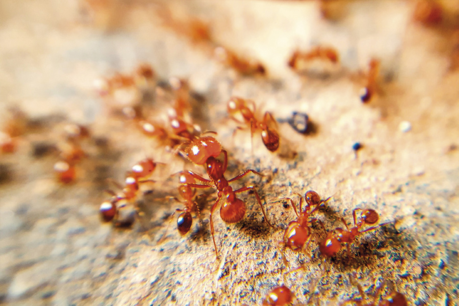 carpenter ant removal Birmingham Alabama