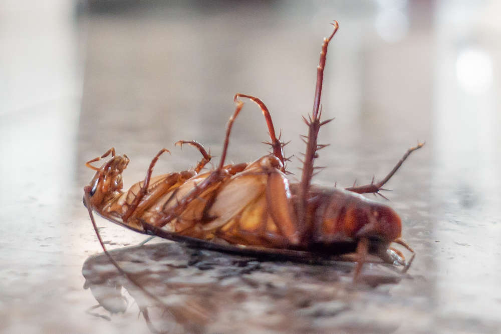 Cockroach Control Birmingham Alabama