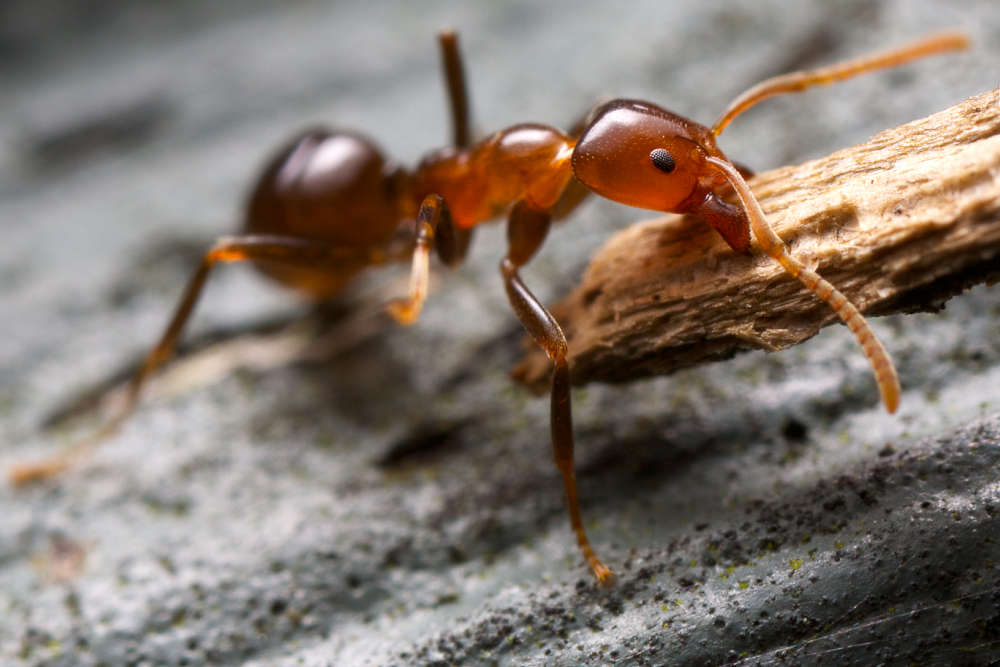 Ant Reduction Service Alabama